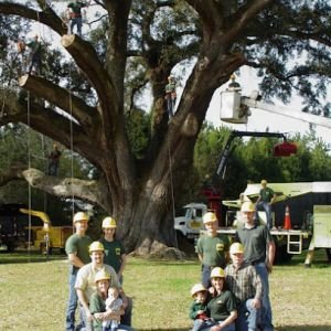 Dowling Tree Service
